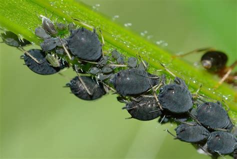 Pianteefioriditalia Afidi Neri I Rischi Dei Pidocchi Delle Piante E