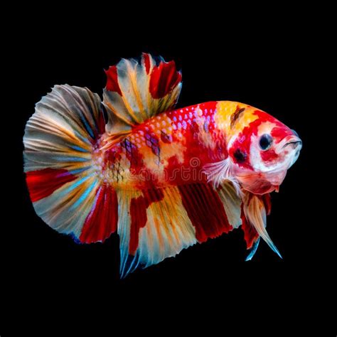 Luta Dos Peixes De Betta No Aqu Rio Foto De Stock Imagem De Beta