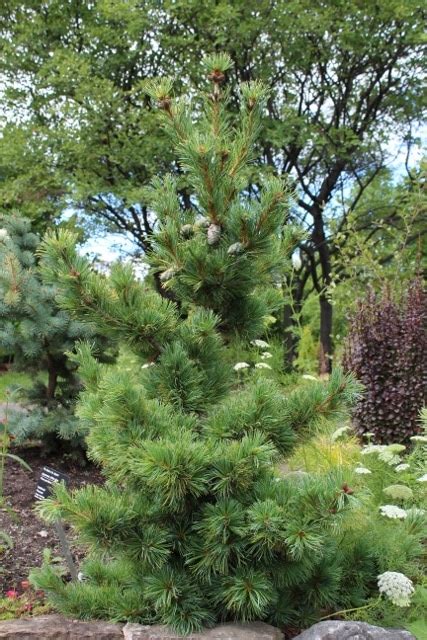 Pinus Parviflora Japanese White Pine Mount Royal Seeds