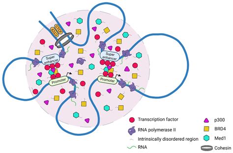 Cancers Free Full Text Super Enhancers Phase Separated Condensates