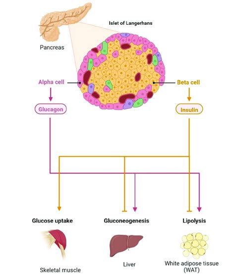 Neuronal Control Of Peripheral Insulin Sensitivity And Glucose