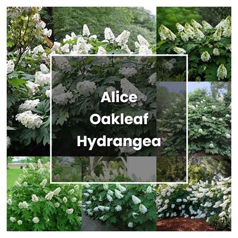 How To Grow Alice Oakleaf Hydrangea Plant Care Tips Norwichgardener