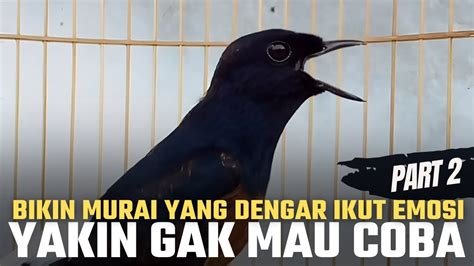 PART 2 PANCINGAN MURAI BATU BAHAN PALING MUDAH DIRESPON MURAI GACOR