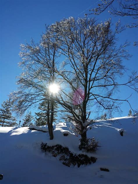 Free Images Tree Nature Branch Sunlight Morning Flower Frost