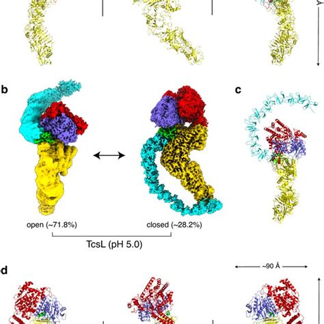 Overall Structures Of The Full Length TcsL A Cryo EM Structure Of TcsL