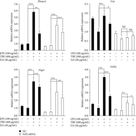 Knockdown Of Nrf Attenuated Antioxidant Enzyme Expression Induced By