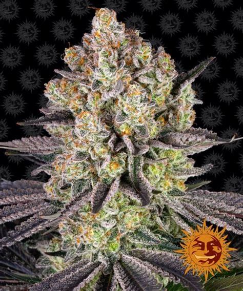 RUNTZ - Feminized - Southern Oregon Seeds