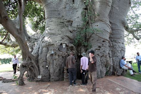 Sunland Baobab - Step Inside Baobab Pub Tree Bar in South Africa ...