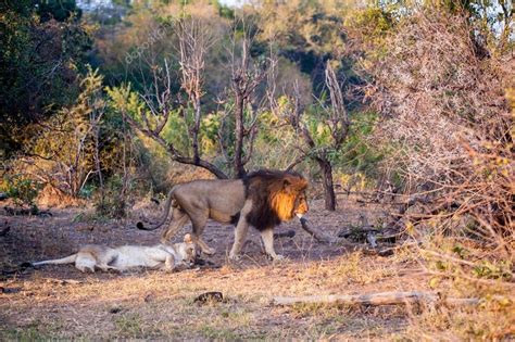 Two lions mating — Stock Photo © danedwards #80131474