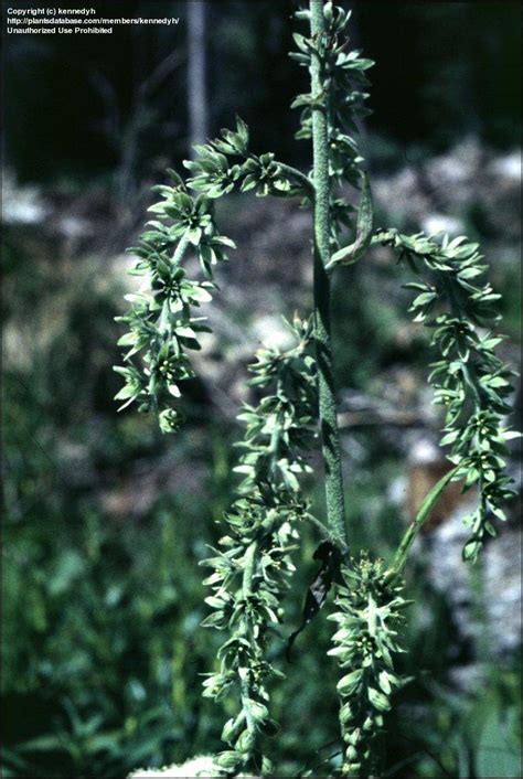 Plantfiles Pictures Green False Hellebore Indian Poke Veratrum