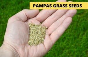 What Does Pampas Grass Seeds Look Like Ourgrassplants