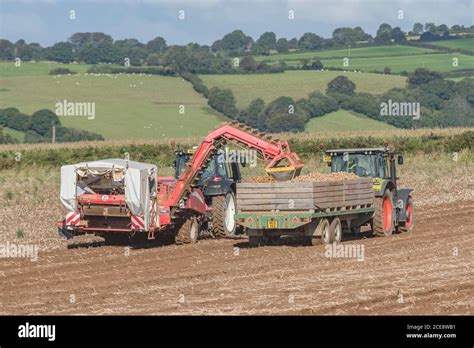 Uk Potato Harvesting With Grimme Potato Harvester Pulled By Valtra