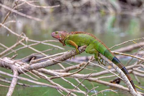 Green Iguana Iguana Iguana River Tarcoles Costa Rica Wildlife Stock