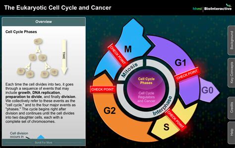 The Eukaryotic Cell Cycle and Cancer – Astronaut 3 Media Group