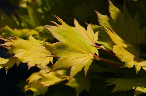 Acer shirasawanum ‘Aureum’ (Golden full moon maple)