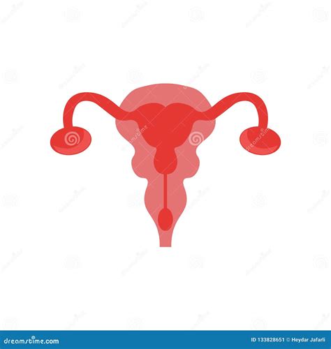 Uterus Icon Vector Sign And Symbol Isolated On White Background Stock