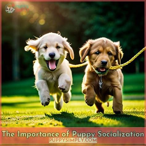 How To Socialize Your Puppy A Step By Step Guide