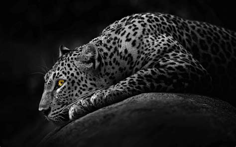 Cool Animal Wallpapers (63+ images)