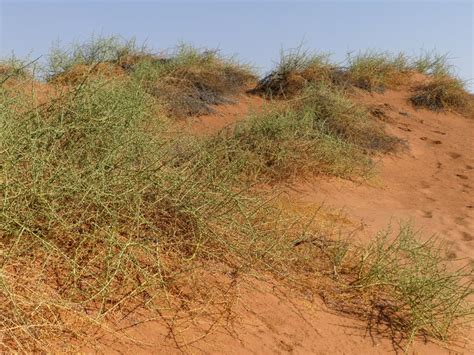 Nara Melons Bread Of The Namib Desert Bushguide 101