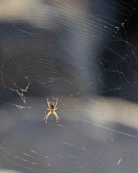 How To Keep Spiders Out Of Your Tent While Camping Natureandcamp