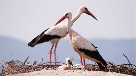 This 25-Year-Long And Counting Stork Saga Will Restore Your Faith In ...