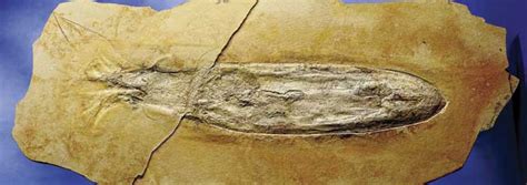 Are Fossils The Result Of Noahs Flood The Institute For Creation