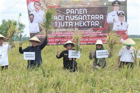 Kementan Dorong Lampung Tingkatkan Produksi Padi Antara News