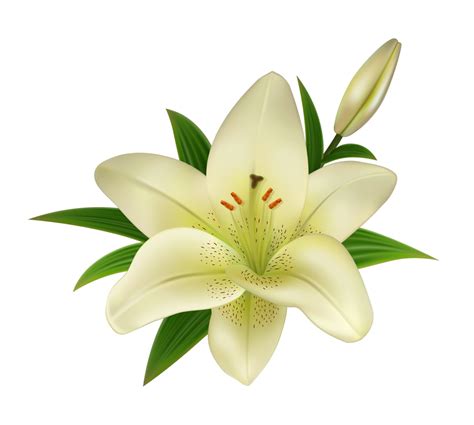 White Lily Flower On A Transparent Background By Prussiaart On Deviantart