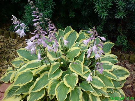 Hosta Pilgrim Golden Valley Plants