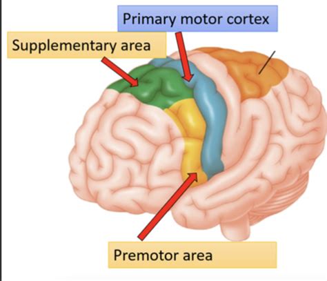 Neuro Motor Cortical Control Flashcards Quizlet