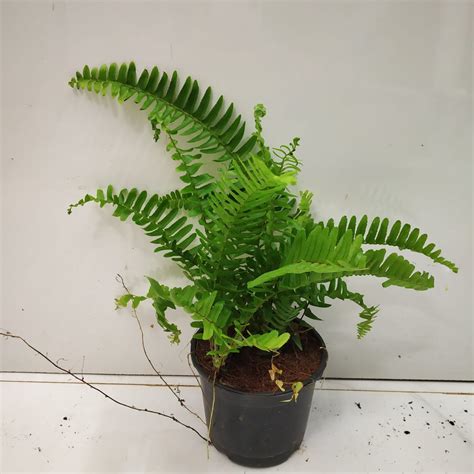 Nephrolepis Exaltata Bostoniensis Boston Fern Nurserybuy