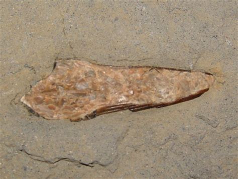 DISCOVERING FOSSILS | Kimmeridge (Dorset)