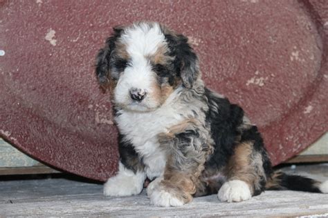 Merle Tri Color Mini Bernedoodle Male