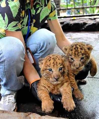 Tigon Cubs! | Baby Animal Zoo