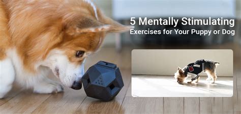 How Do You Stimulate A Dog Mentally