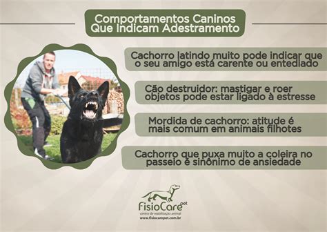 Adestrar Cachorro Por que é importante Fisio Care