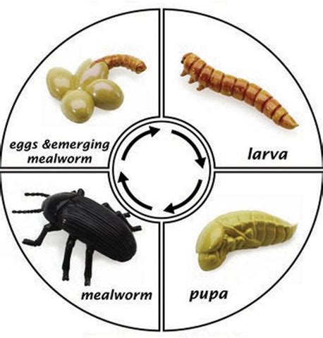 How to Raise Mealworms for Chickens - My Homestead Life