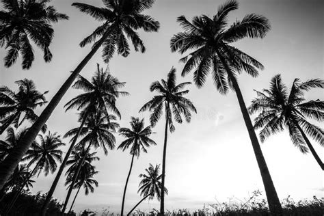 Black And White Palm Tree Wallpaper