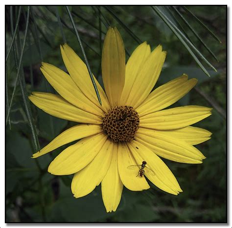 Pale Leaved Sunflower Helianthus Stumosus