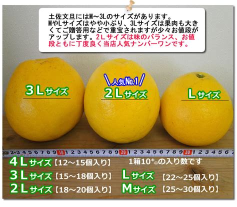 【楽天市場】【送料無料】【ご贈答用】高知特産 土佐文旦 露地文旦 文旦 大玉サイズ 4l～3lサイズ 6～9玉入り 約5キロ 北海道・沖縄別途