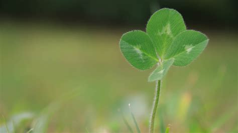 Four Leaf Clovers Guideposts