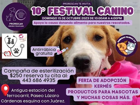 Esterilización Canina Y Felina Una Obligación Humana Hay Campañas