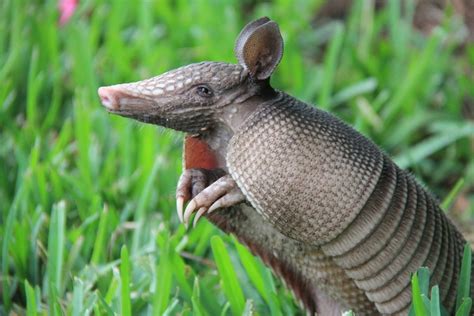 What Do Armadillos Eat Interesting Animal Facts