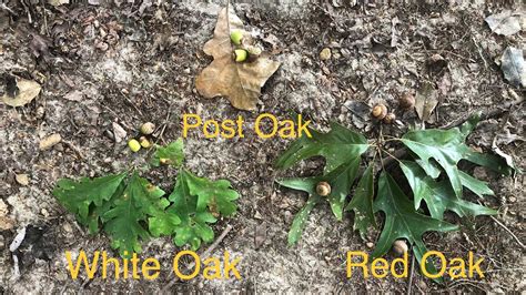 How To Identify White Oak And Red Oak Trees Episode Basics Of