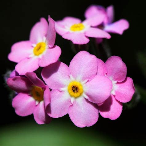 Pink Rose Forget Me Not Seeds Welldales