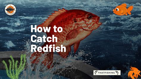 How To Catch Redfish Everything You Need To Know