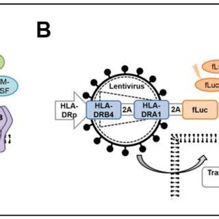 Lentiviral Vector Designs And Viral Titer A Schematic Representation