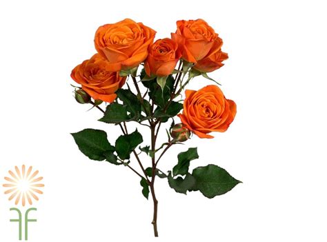 Orange Babe Spray Roses L Wholesale Flowers DIY Wedding Flowers