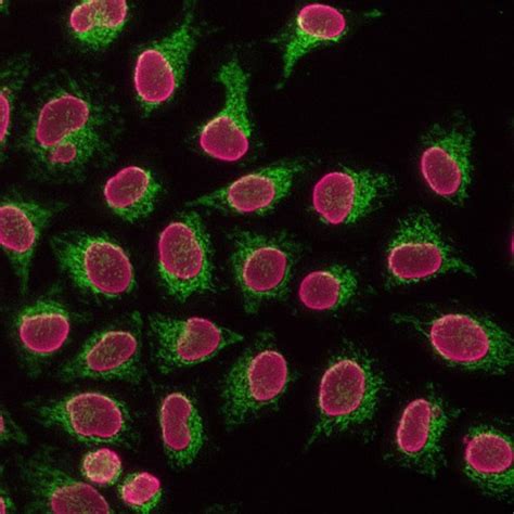 Proteintech Flexable Coralite Antibody Labeling Kit For Rabbit