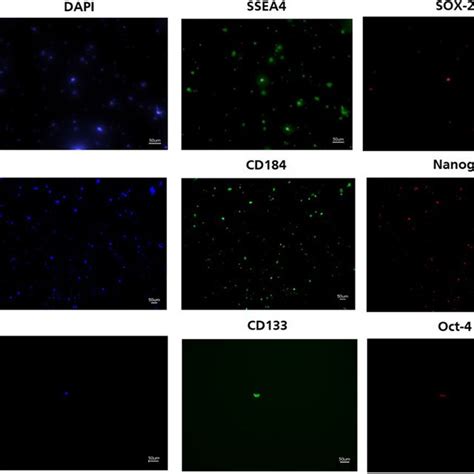 Expression Of Pluripotency Associated Marker Proteins Examined By Download Scientific Diagram